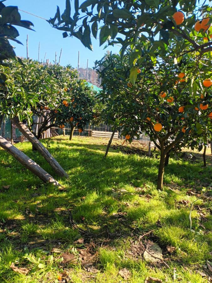 Holiday home Il Frutteto Massa Lubrense